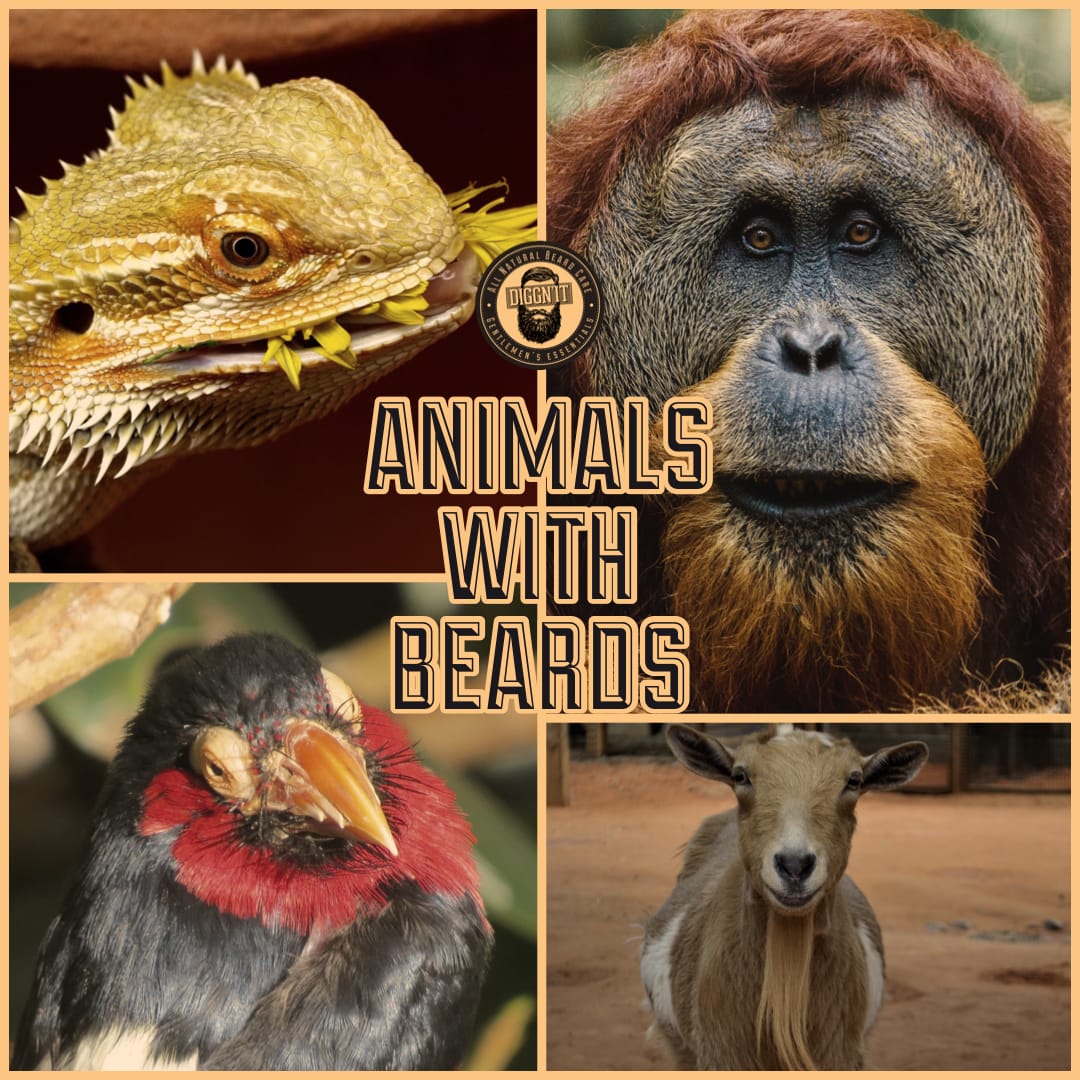 Hakuna Matata - Animals with beards cooler than yours!