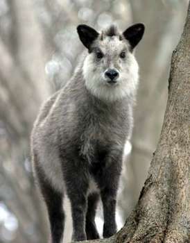 Hakuna Matata - Animals with beards cooler than yours!