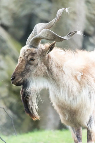 Hakuna Matata - Animals with beards cooler than yours!