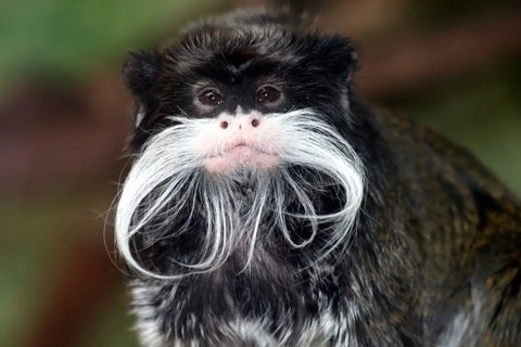 Hakuna Matata - Animals with beards cooler than yours!