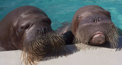 Hakuna Matata - Animals with beards cooler than yours!